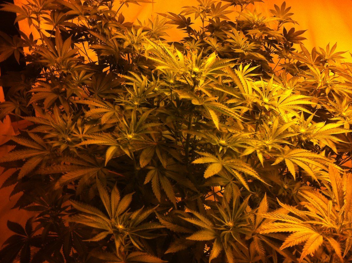 Plant2side
