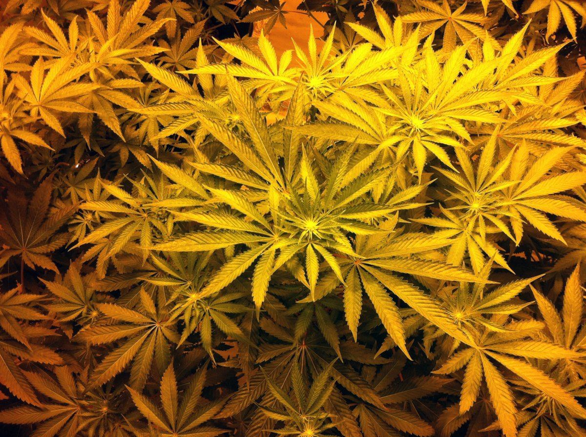 Plant2topview