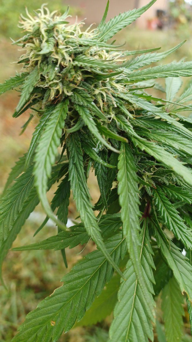 Plant3