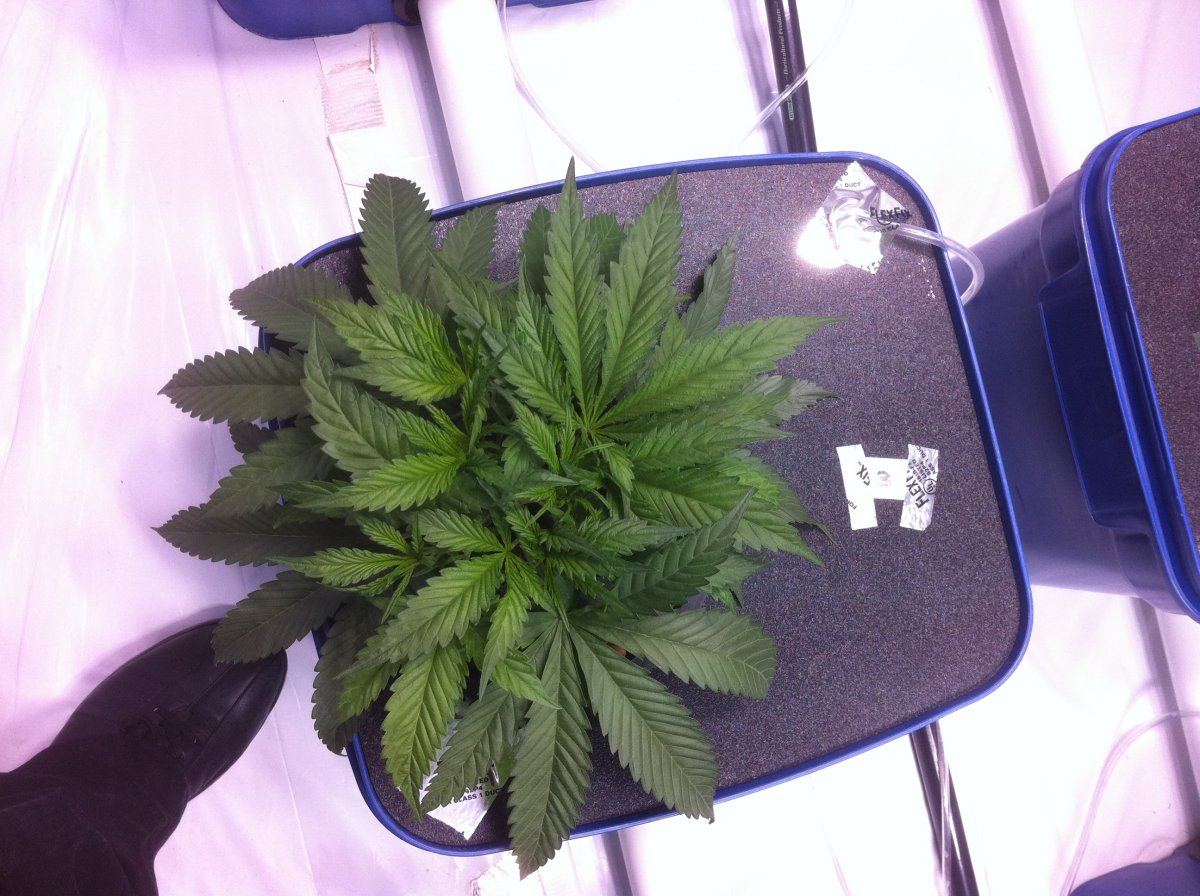 Plant3