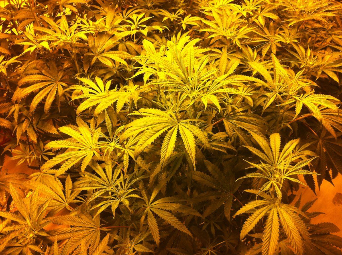 Plant3