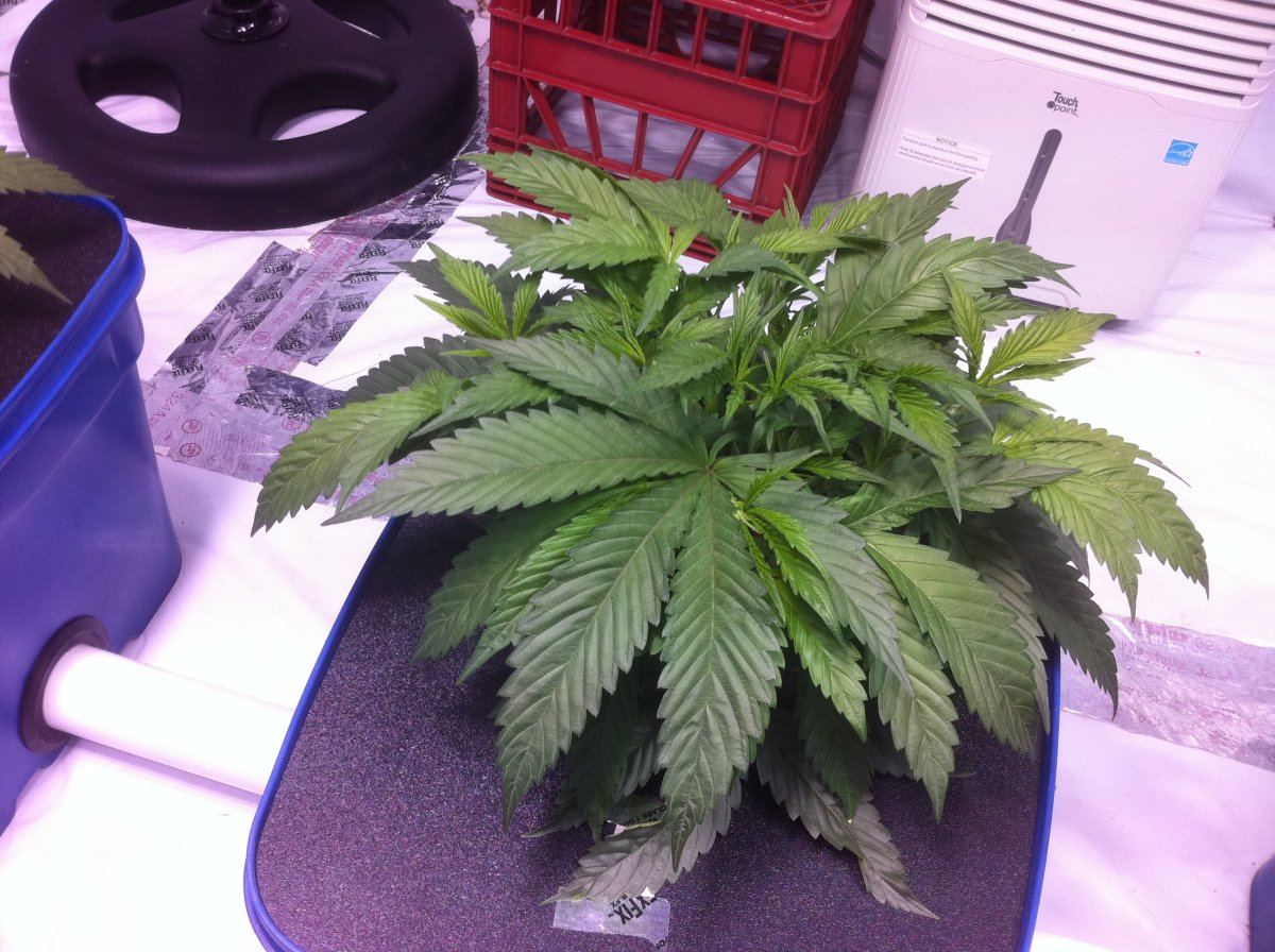 Plant32