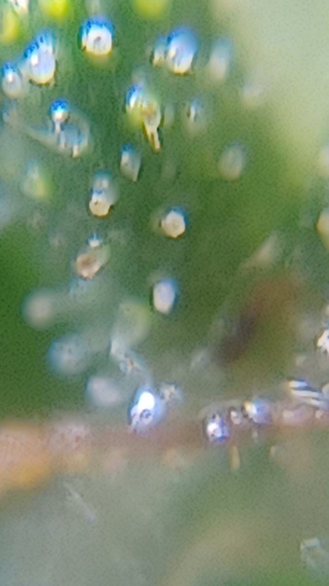 Plant3 a