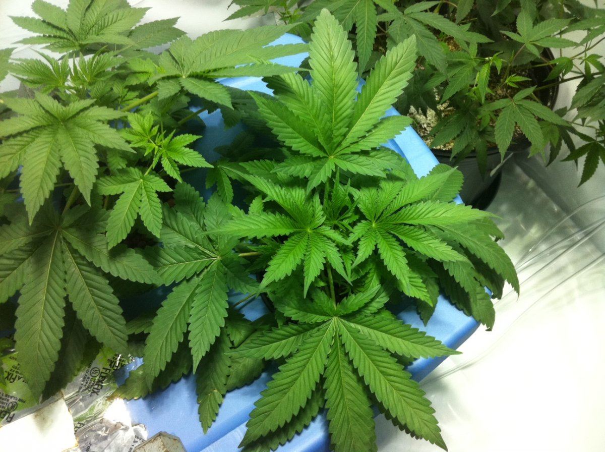 Plant3big