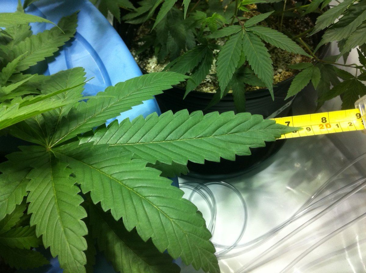 Plant3bigleaf