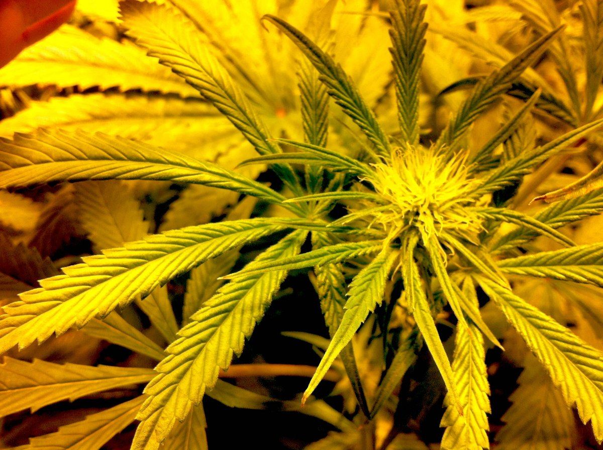 Plant3bud
