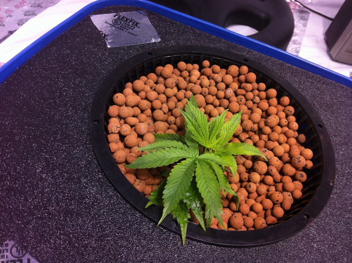 Plant3end