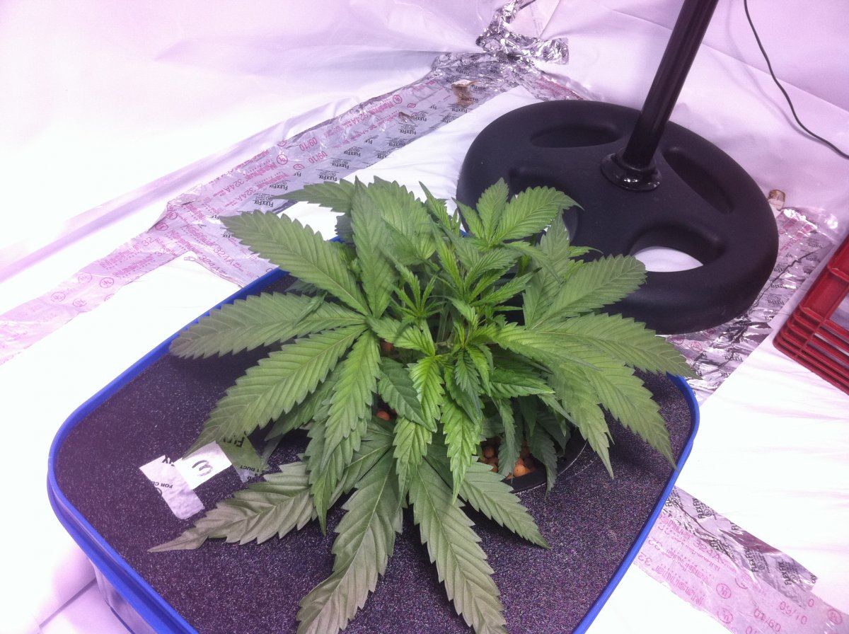 Plant3end