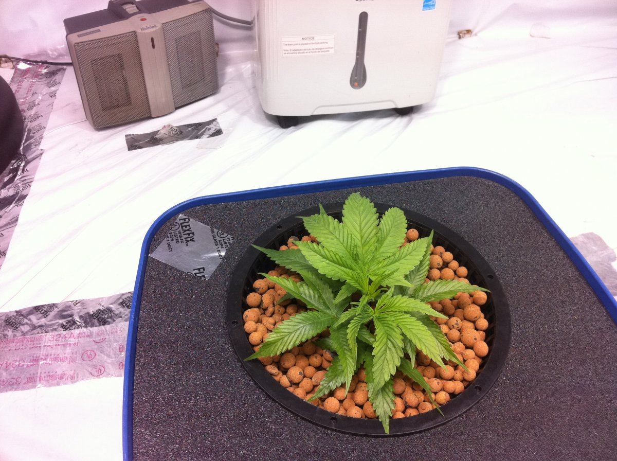 Plant3good