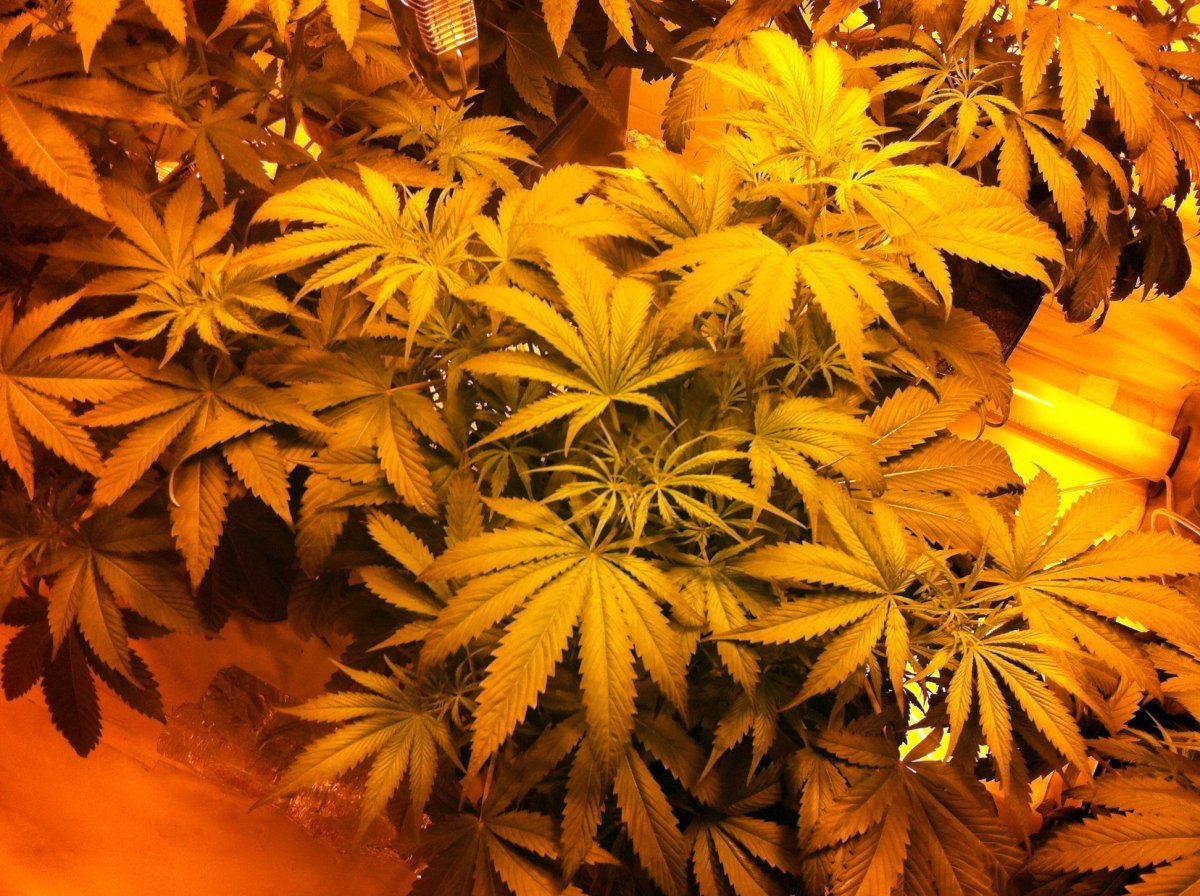 Plant3hps