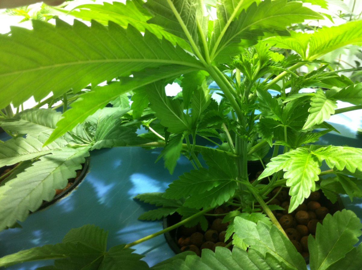 Plant3inside