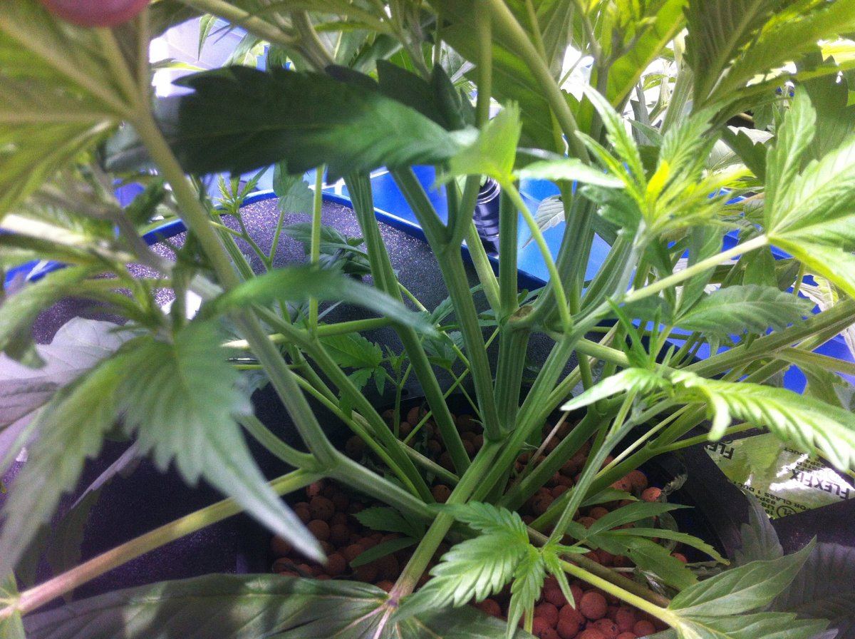 Plant3internodes