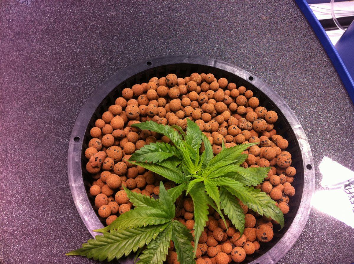 Plant3pos