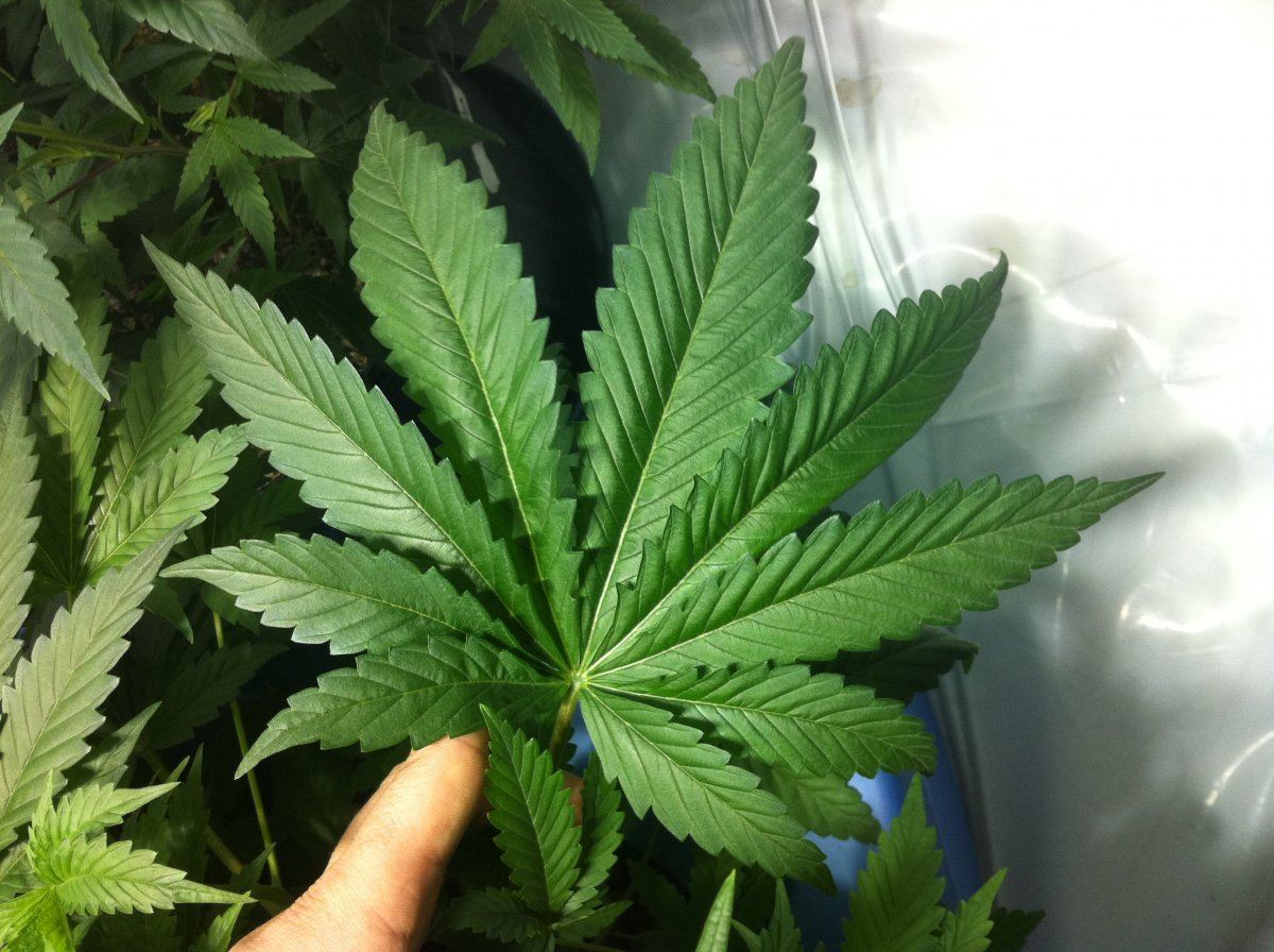 Plant3retardedleaf