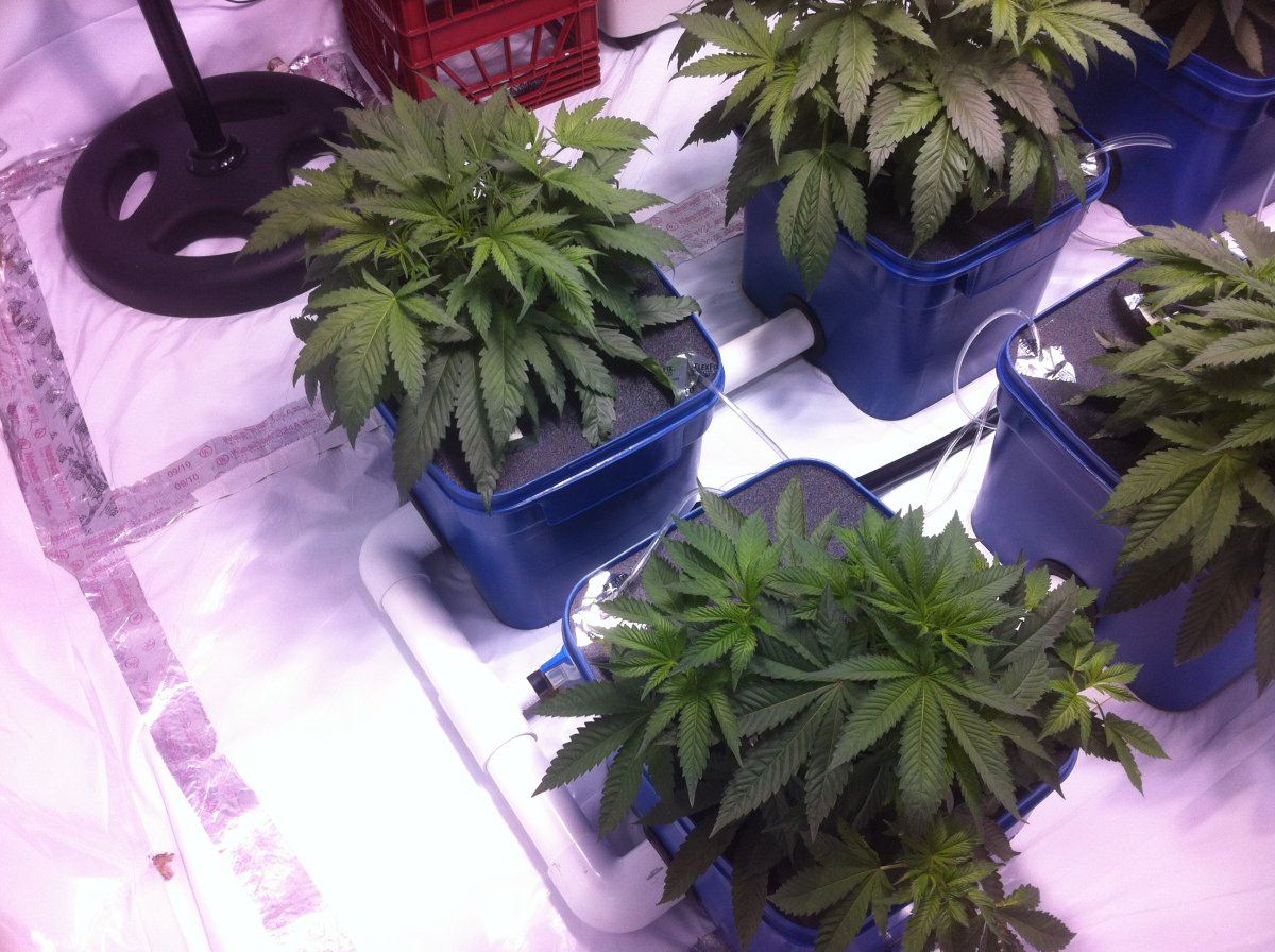 Plant3s