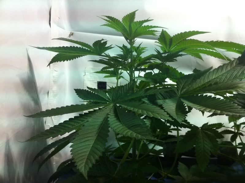 Plant3side