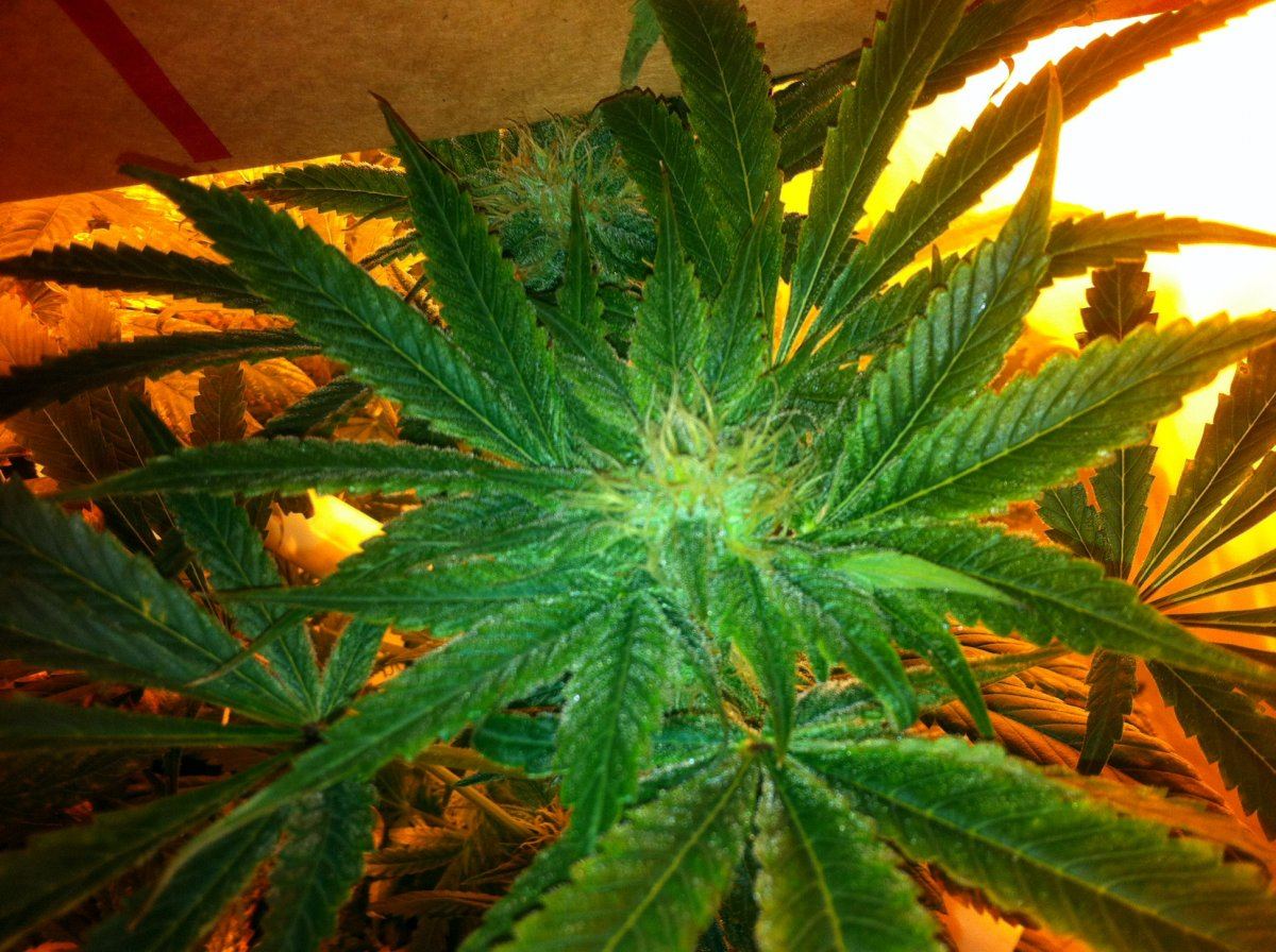 Plant3week6