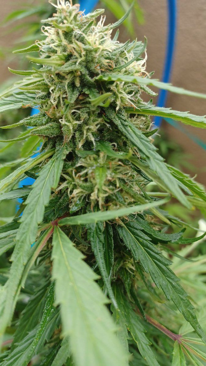 Plant4