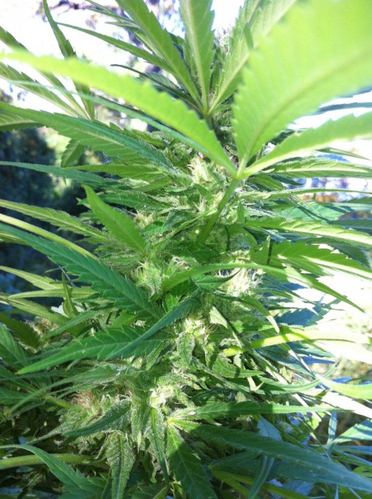 Plant4