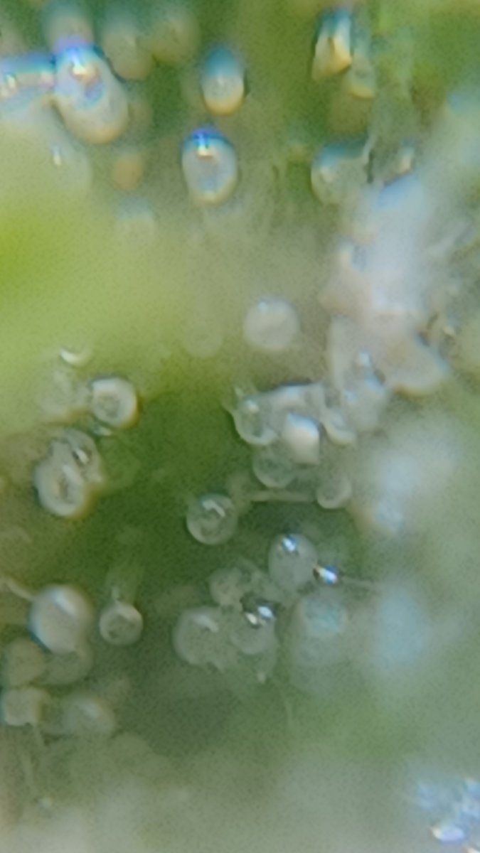 Plant4 a