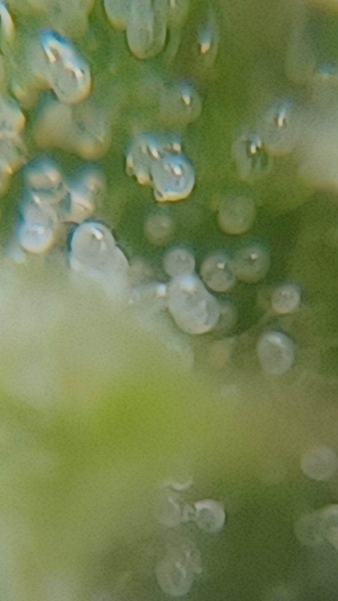 Plant4 b