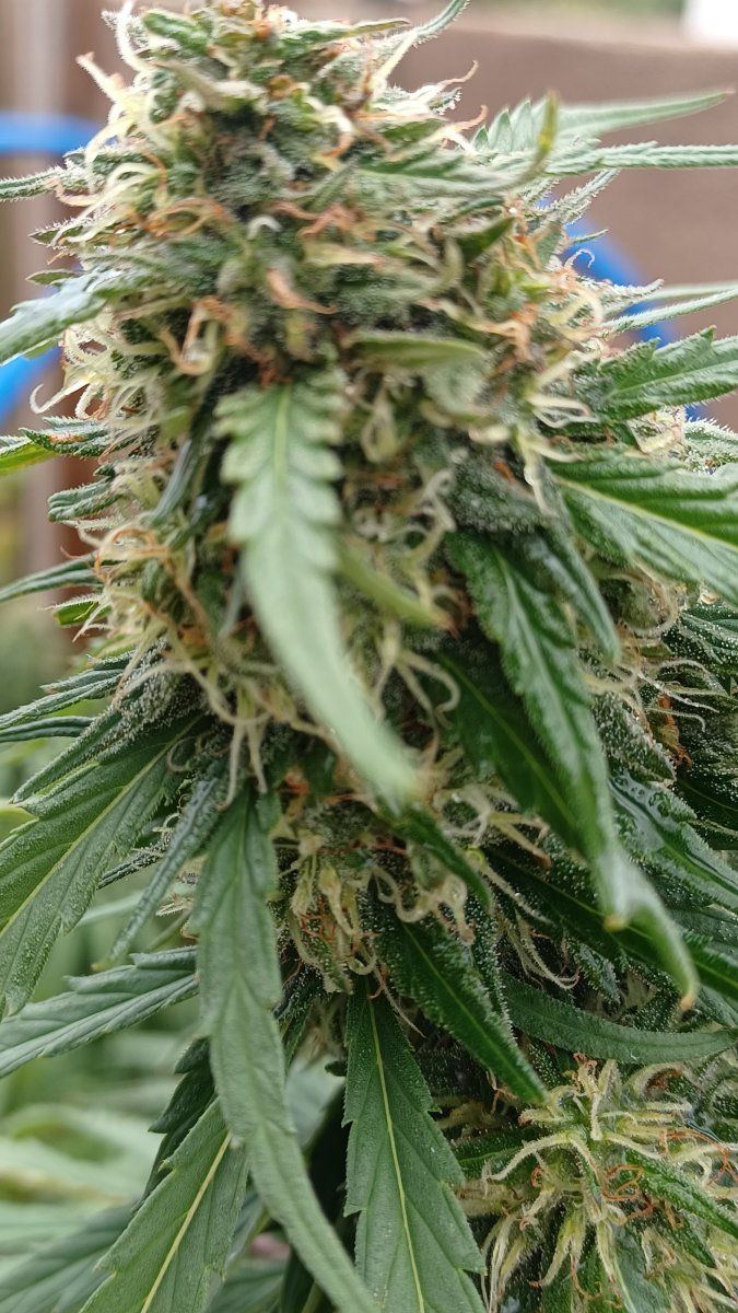 Plant5