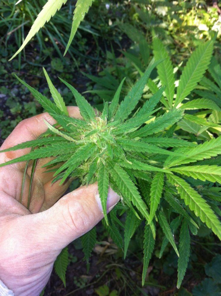 Plant5