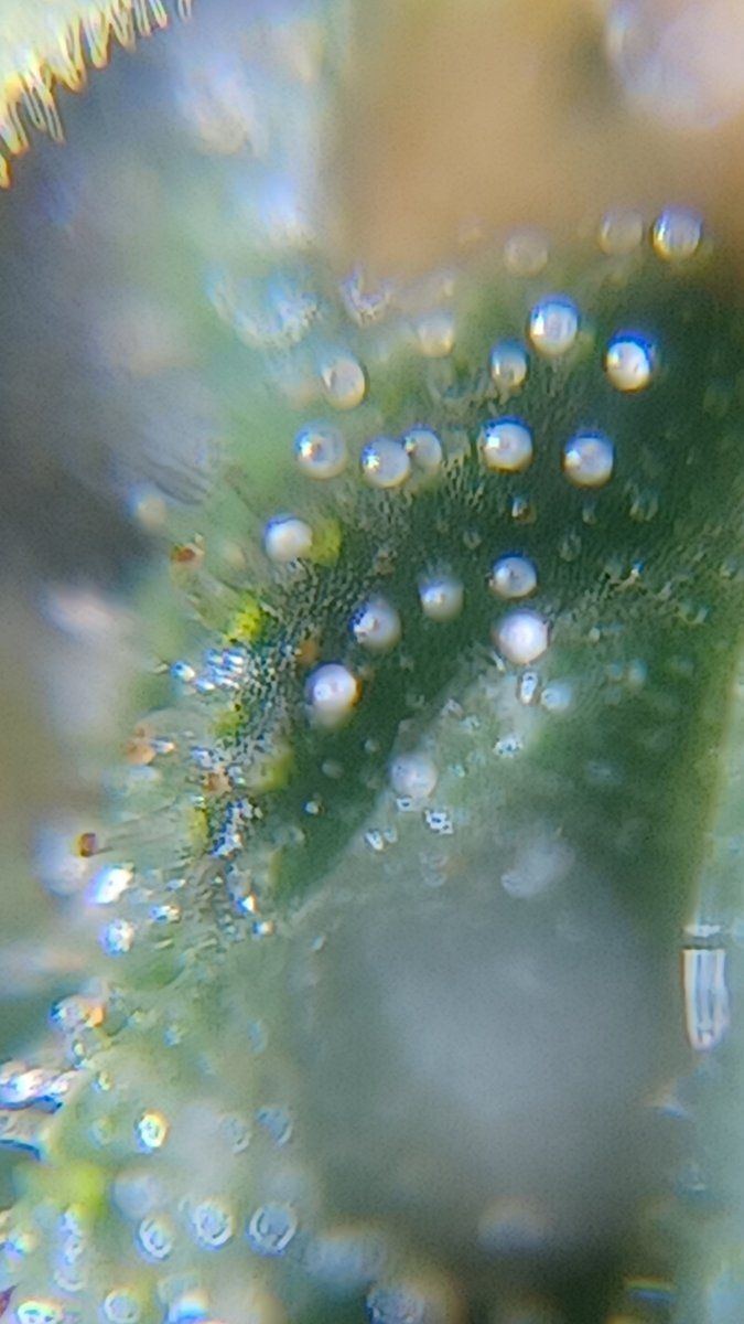 Plant5 a