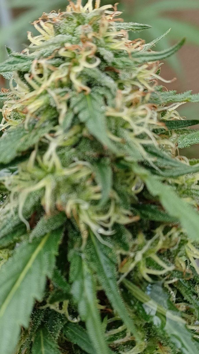 Plant6