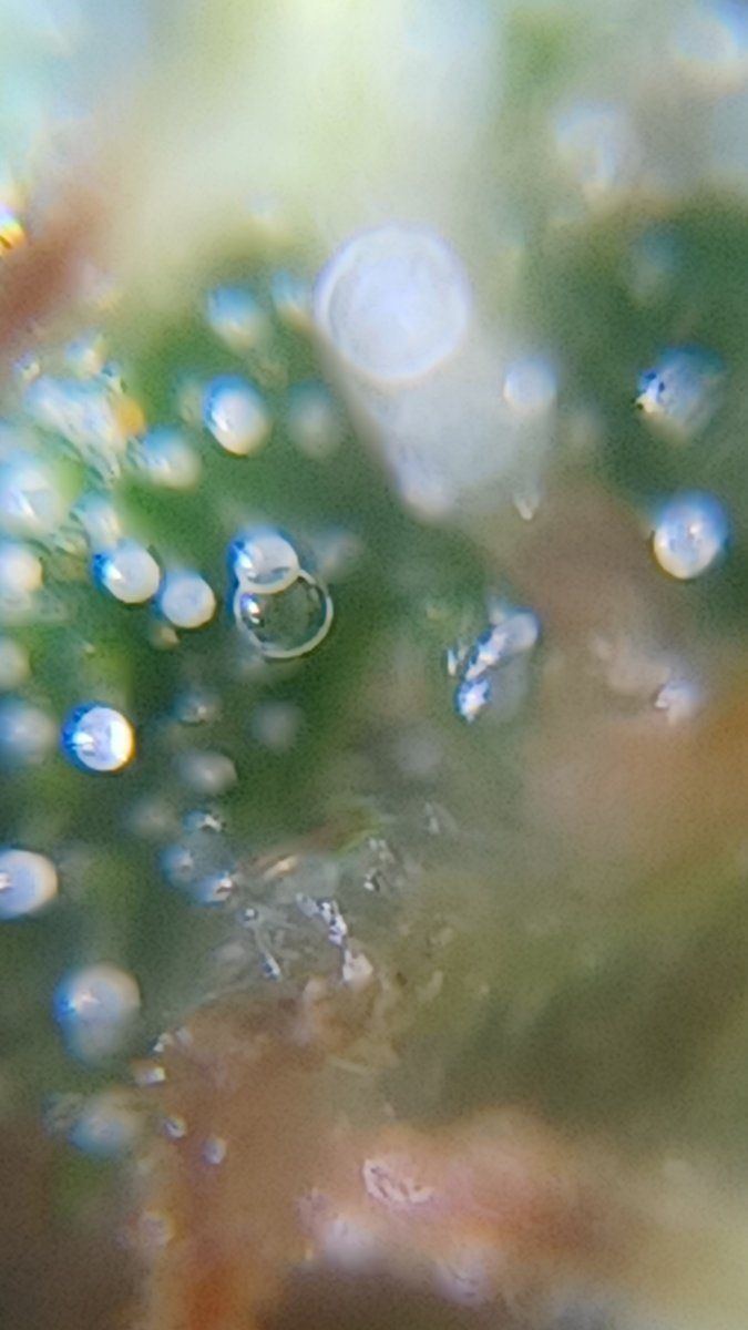 Plant6 a