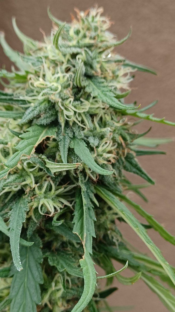Plant7
