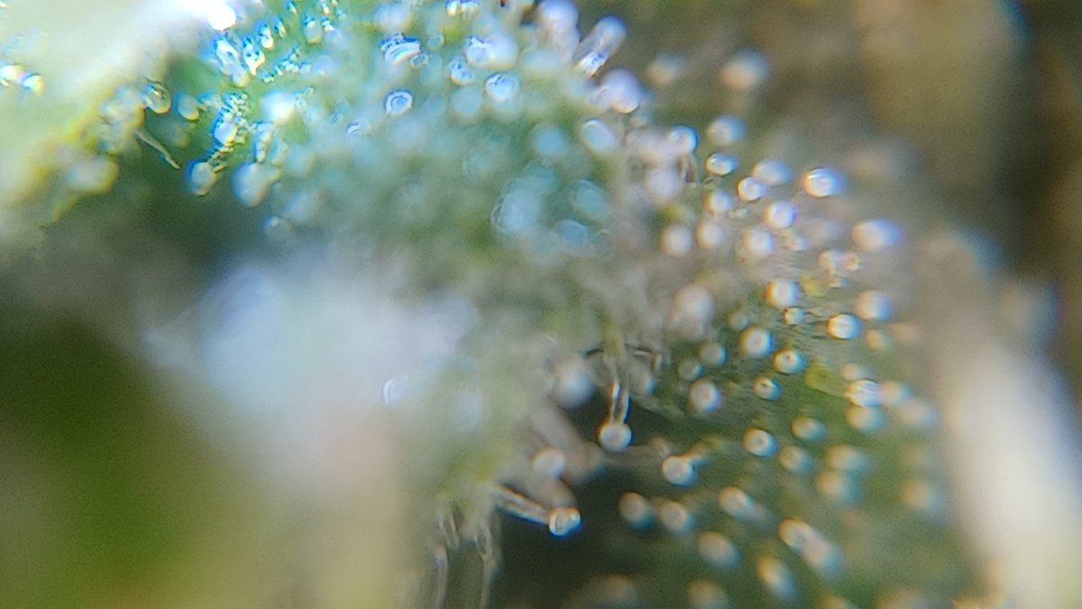 Plant7 c