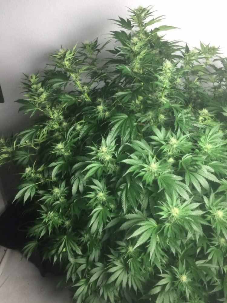 Plant 1 day21