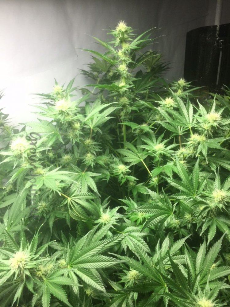 Plant 2 day21
