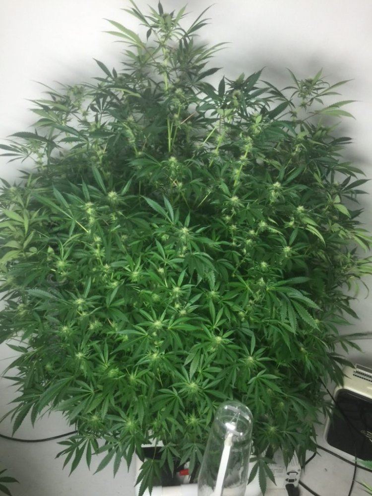 Plant 3 day21
