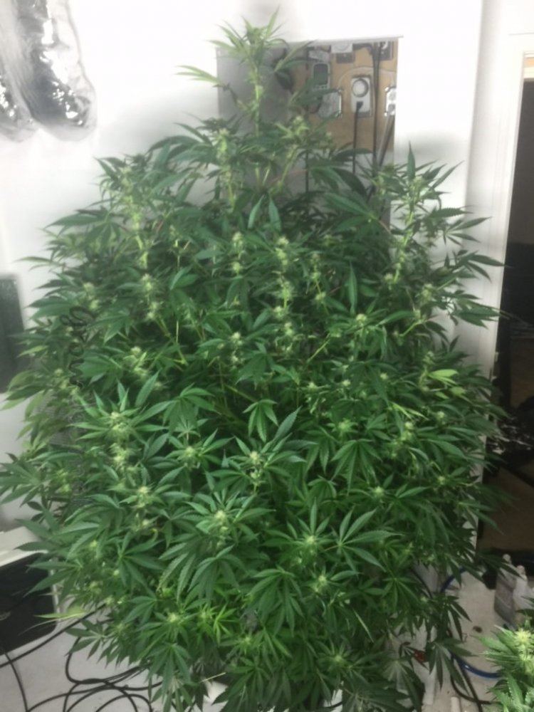 Plant 4 day21