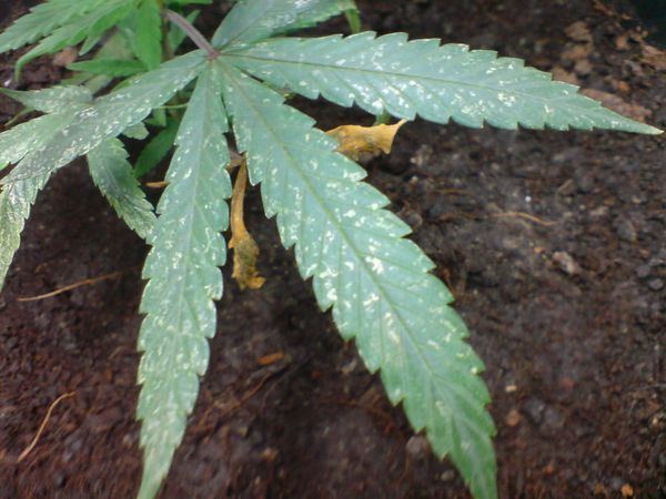 Plantas plaga blog full