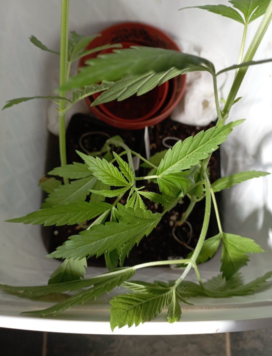Plantbox
