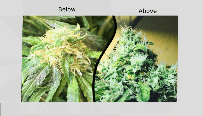 PlantCompare
