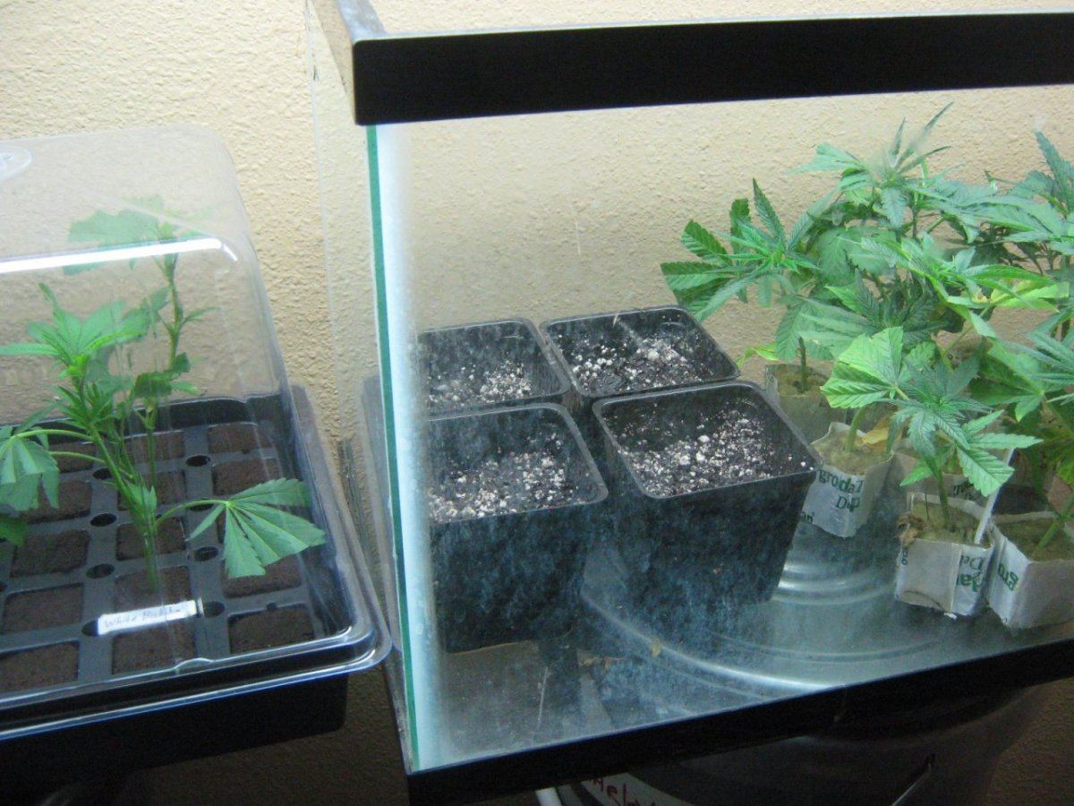 Planted
