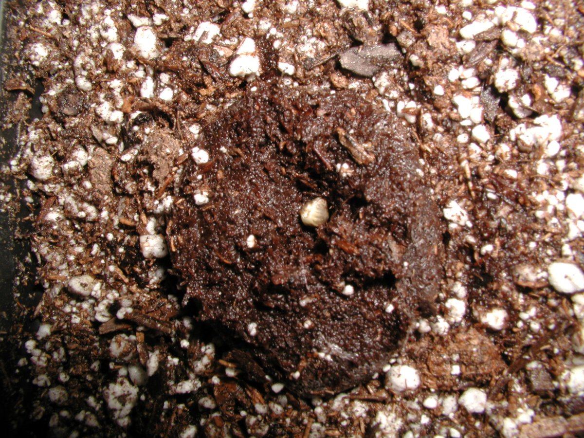 Planting in jiffy