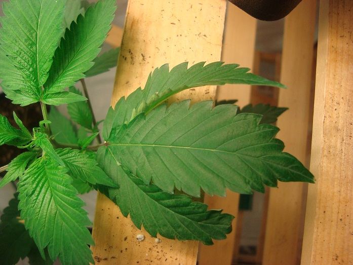 Plantleaf