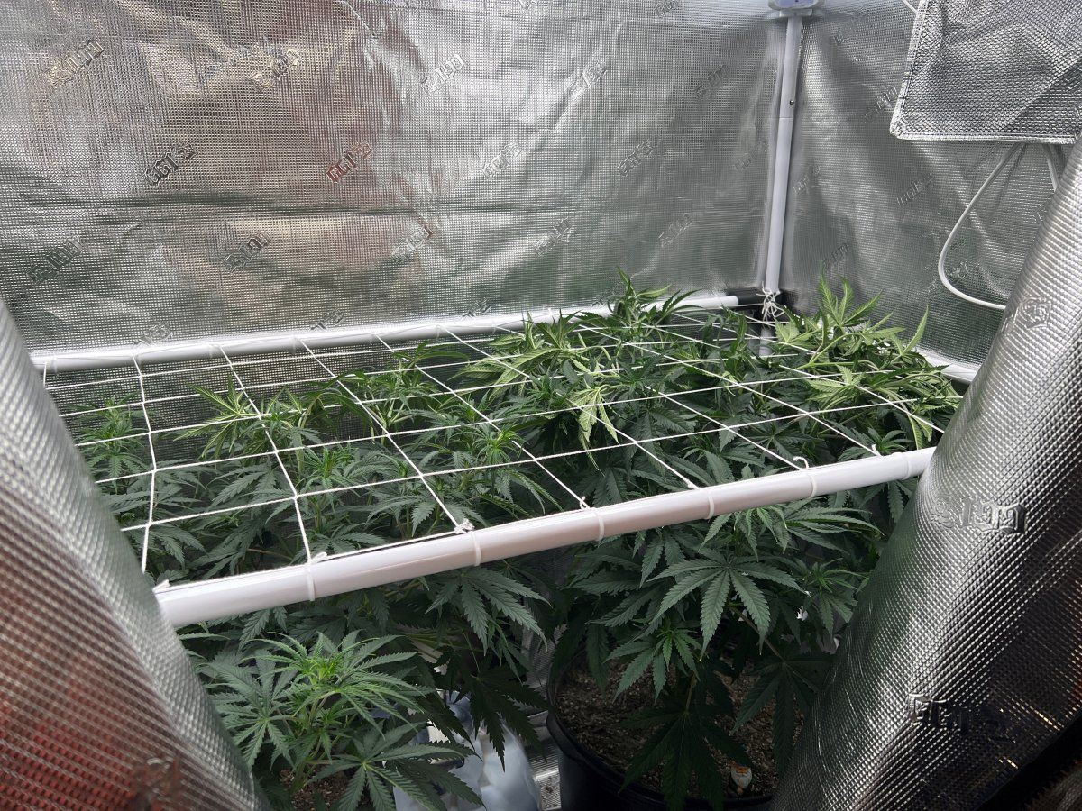 Plants 1
