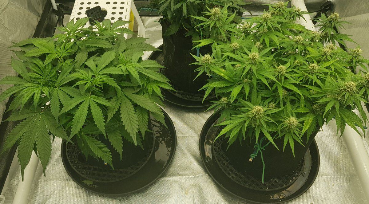 Plants 5th april