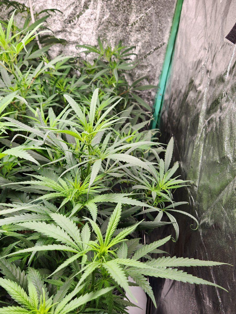 Plants about to outgrow tent questions about scrog and flower stage 2