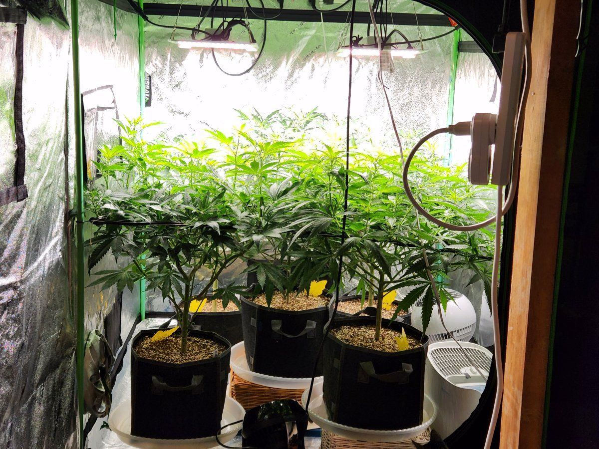 Plants about to outgrow tent questions about scrog and flower stage 4
