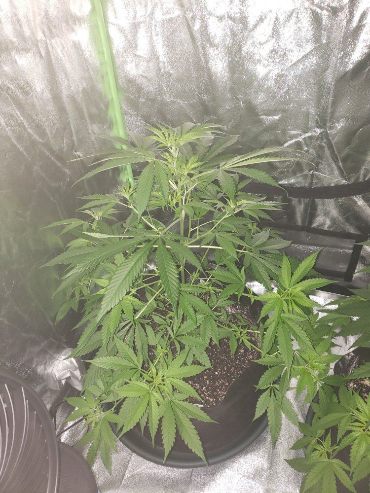 Plants almost 8 weeks old when to switch light cycle 3