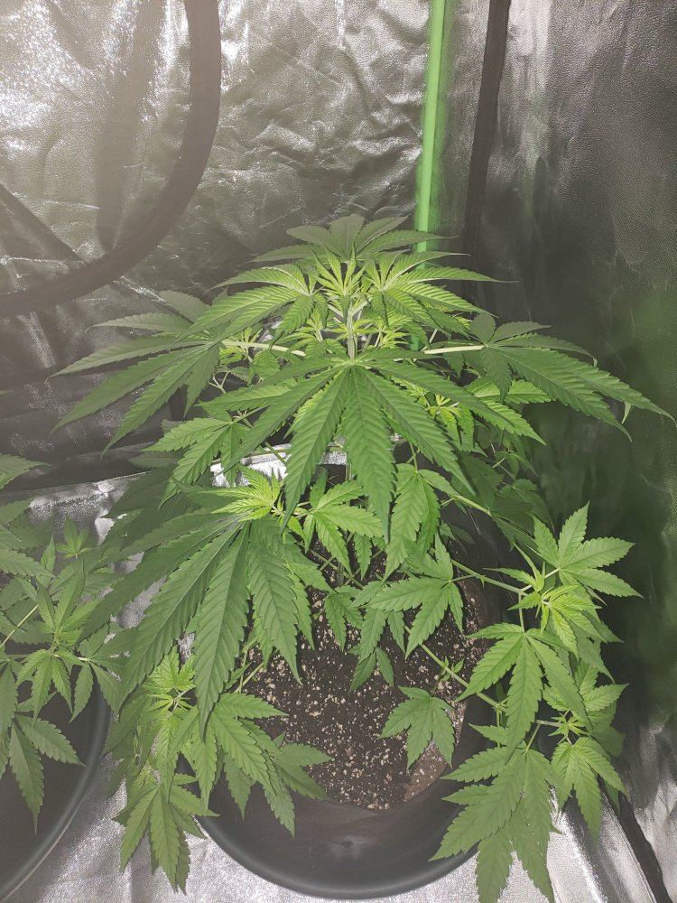Plants almost 8 weeks old when to switch light cycle 4