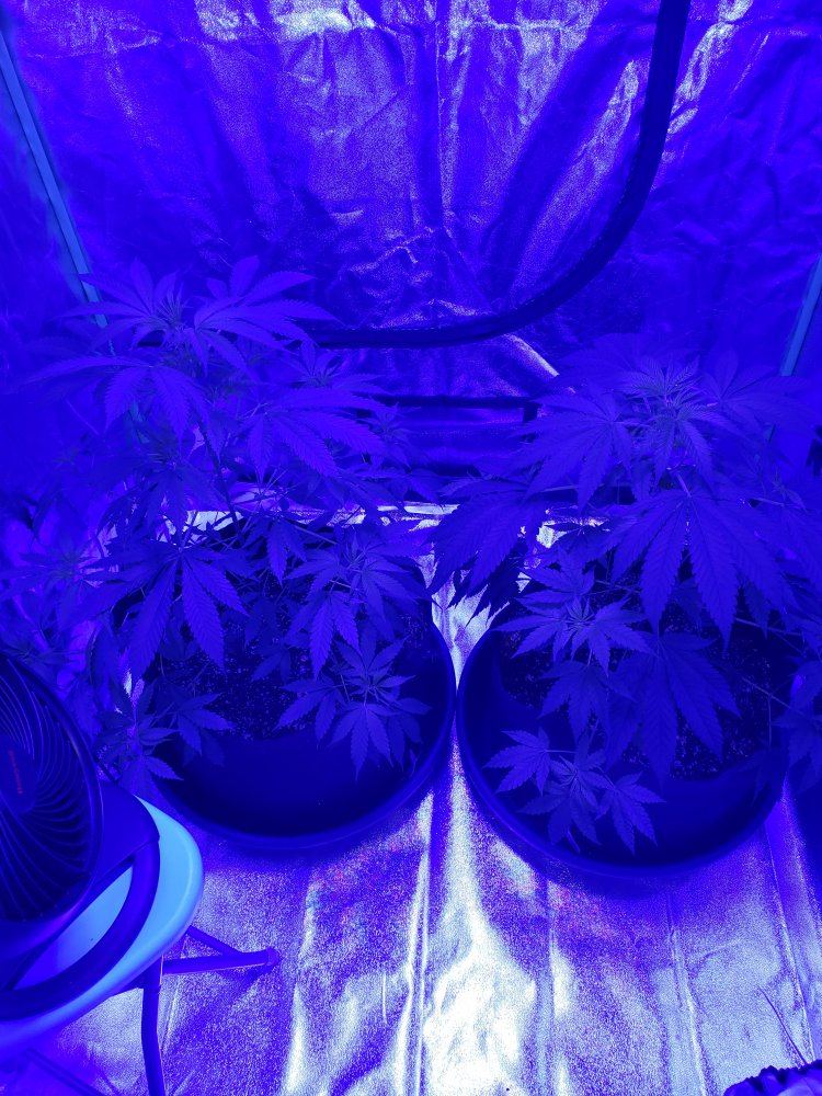 Plants almost 8 weeks old when to switch light cycle