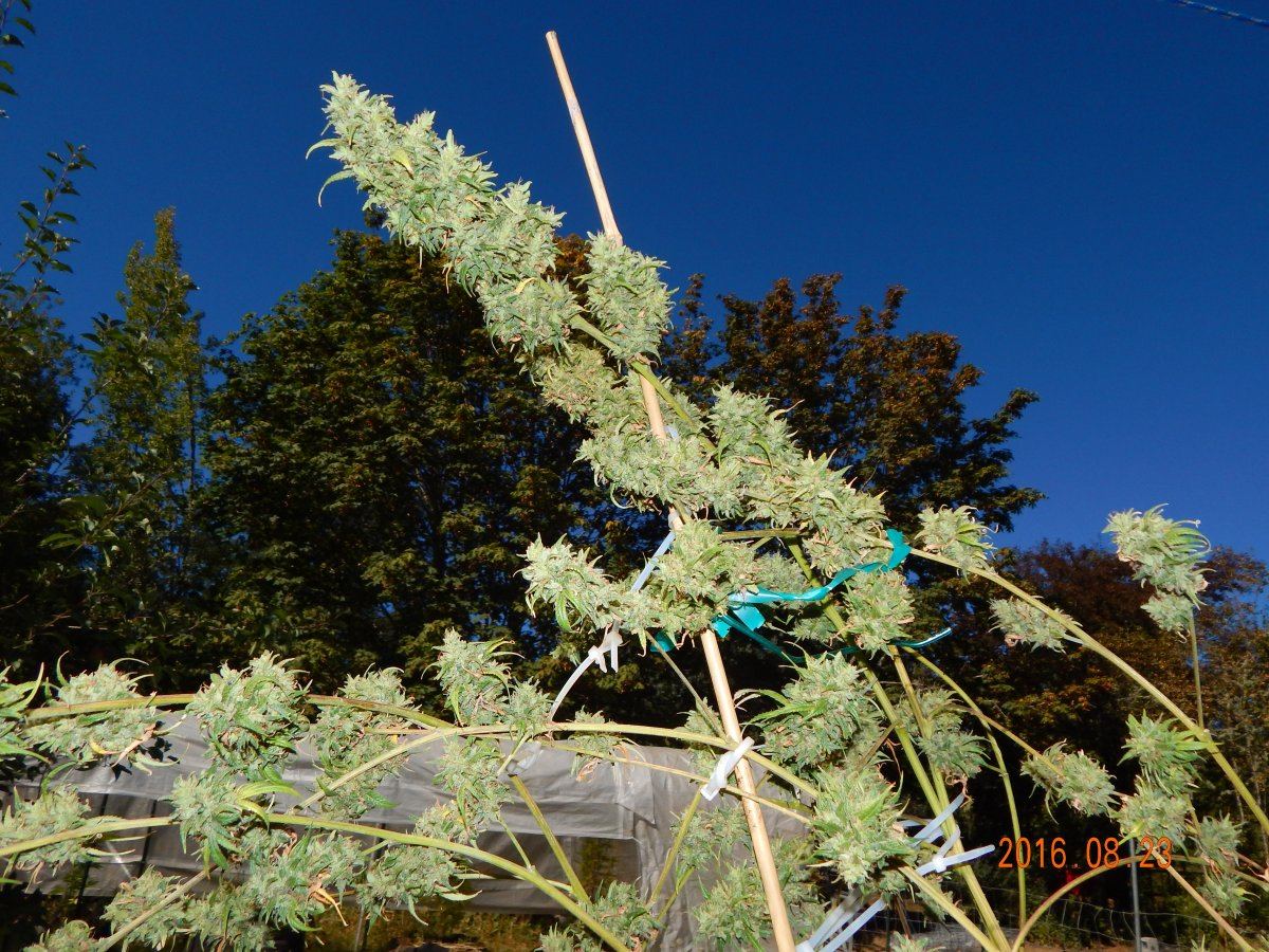 Plants and me 015
